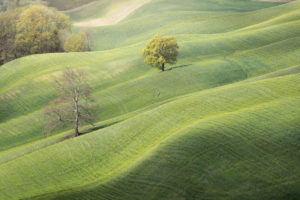 lonely trees in the green of the rolling hills of Crete Senesi, Asciano, Siena, Tuscany lonely trees in the green of the rolling hills of Crete Senesi, Asciano, Siena, Tuscany